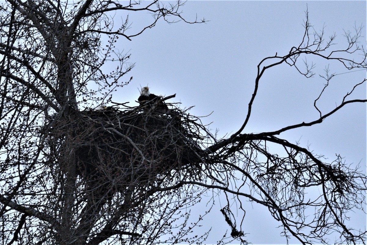 Bald Eagle - ML429749441