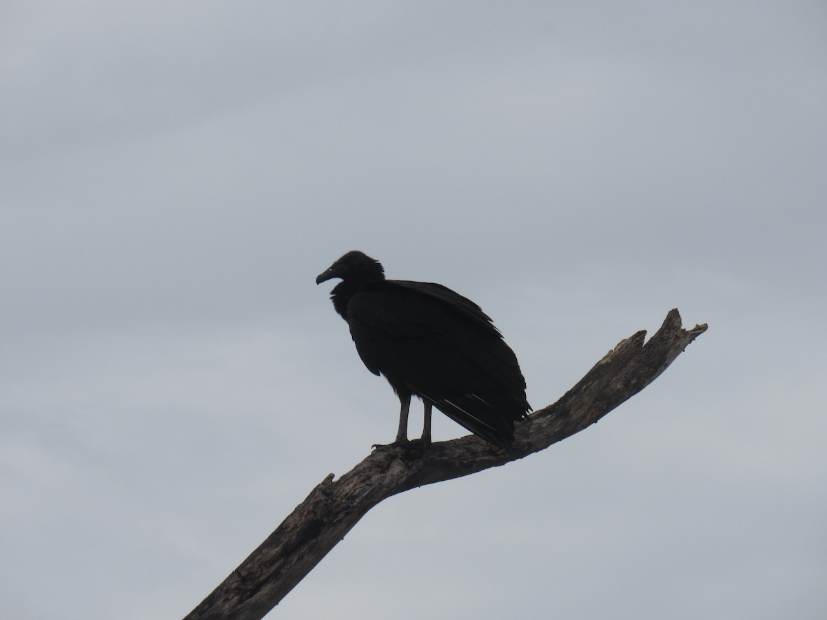 Black Vulture - Daniel Mesa