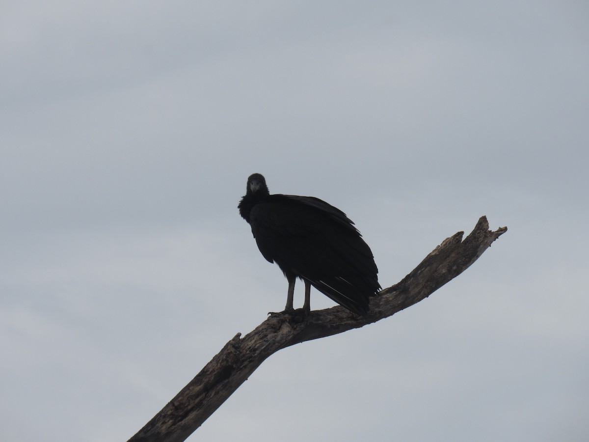 Black Vulture - Daniel Mesa