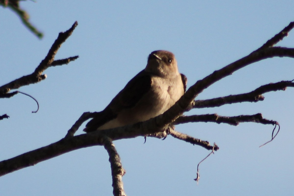 Northern Rough-winged Swallow - ML429752181