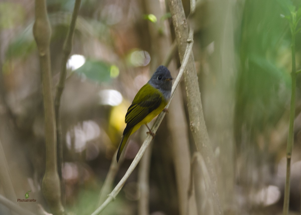 Gray-headed Canary-Flycatcher - ML42975221