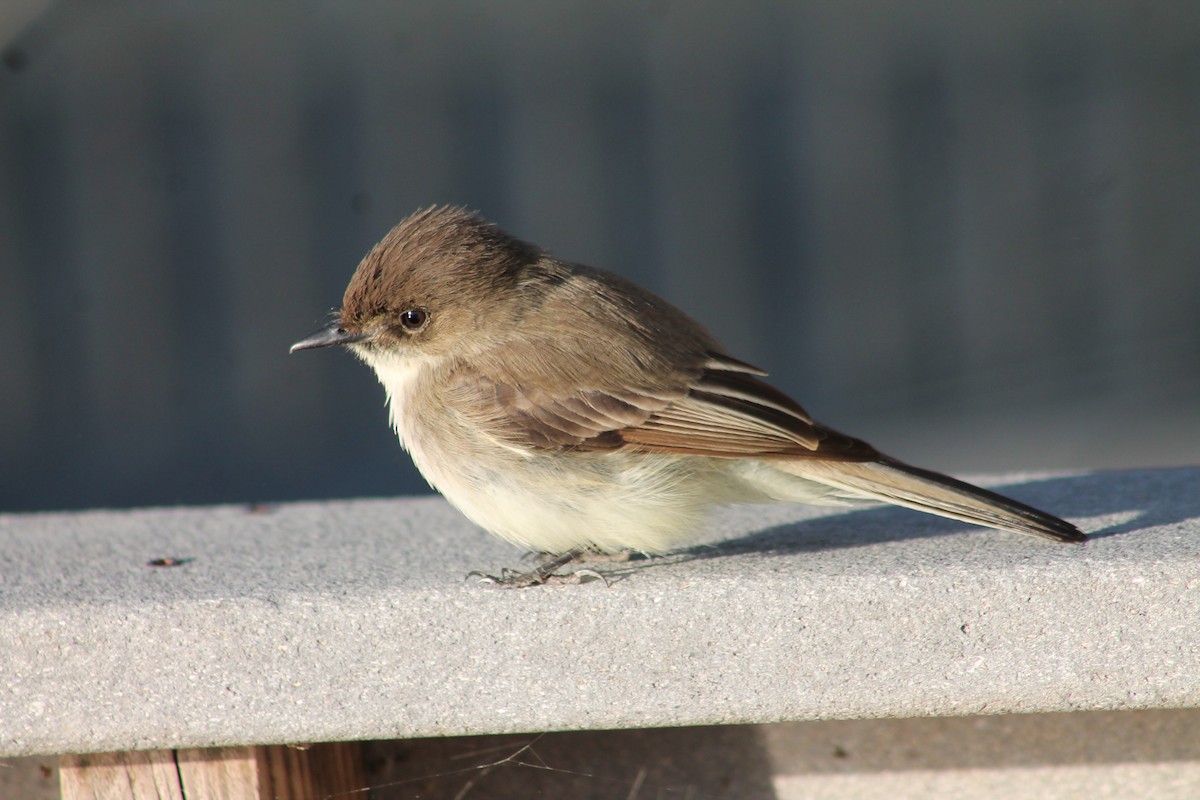 Eastern Phoebe - ML429752291