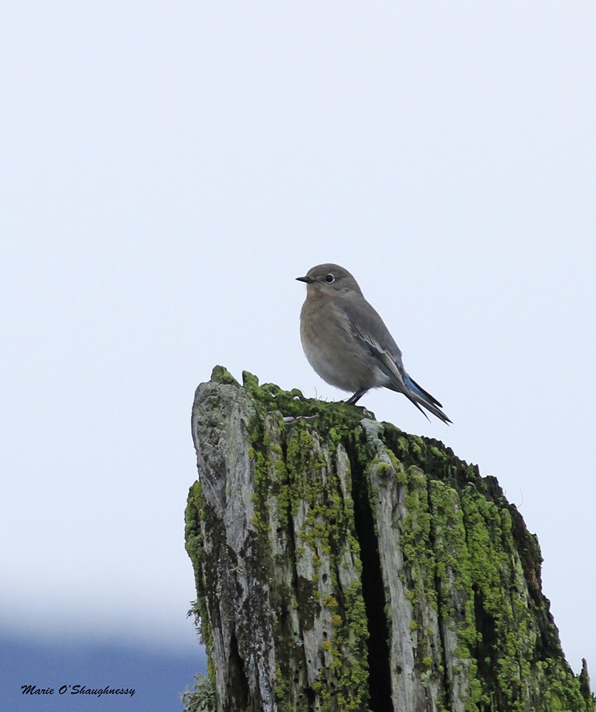 Mountain Bluebird - Marie O'Shaughnessy