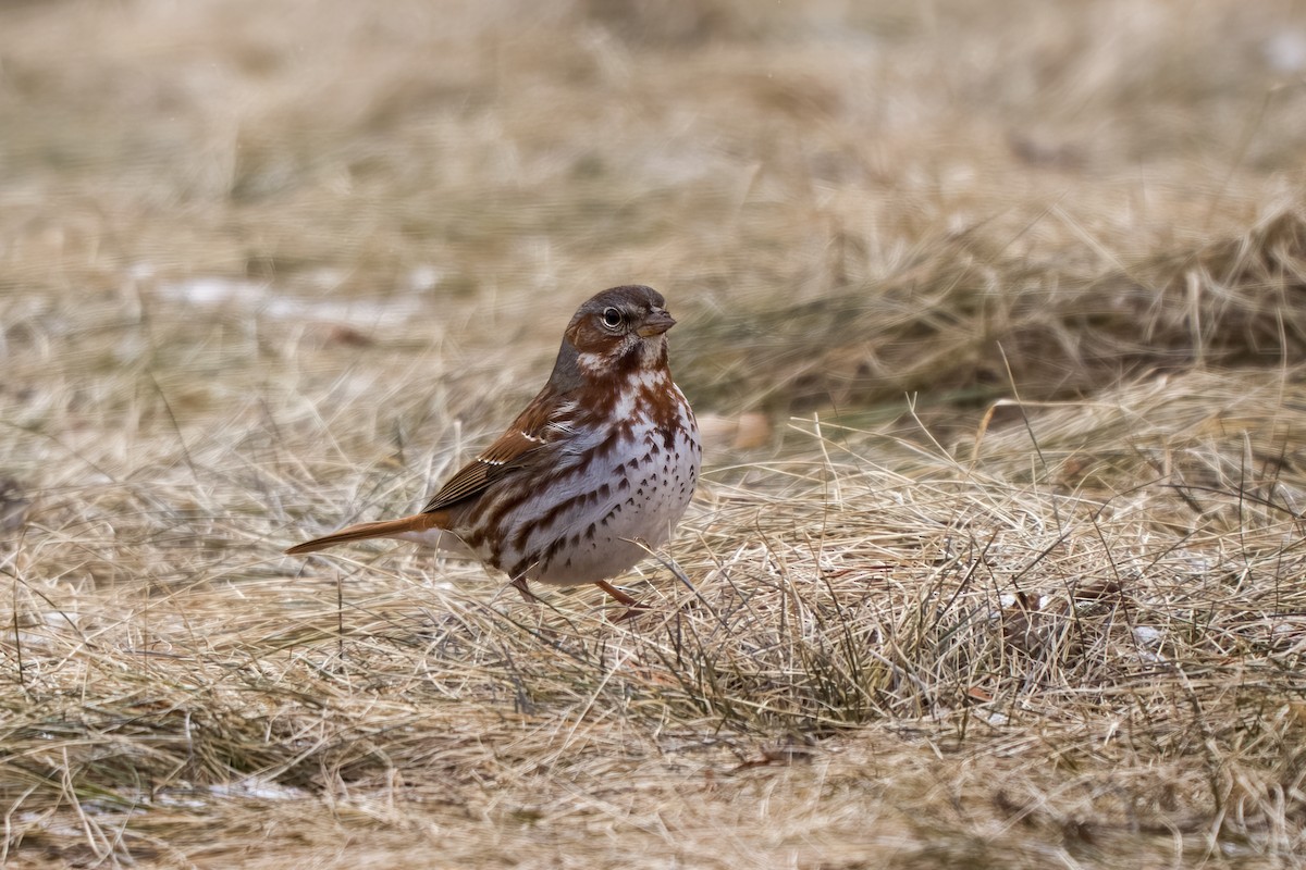 Fox Sparrow (Red) - ML429752611