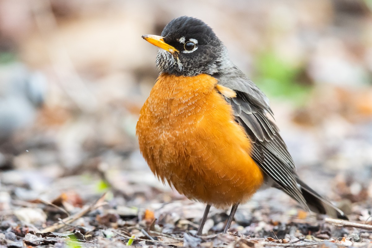 American Robin - ML429752881