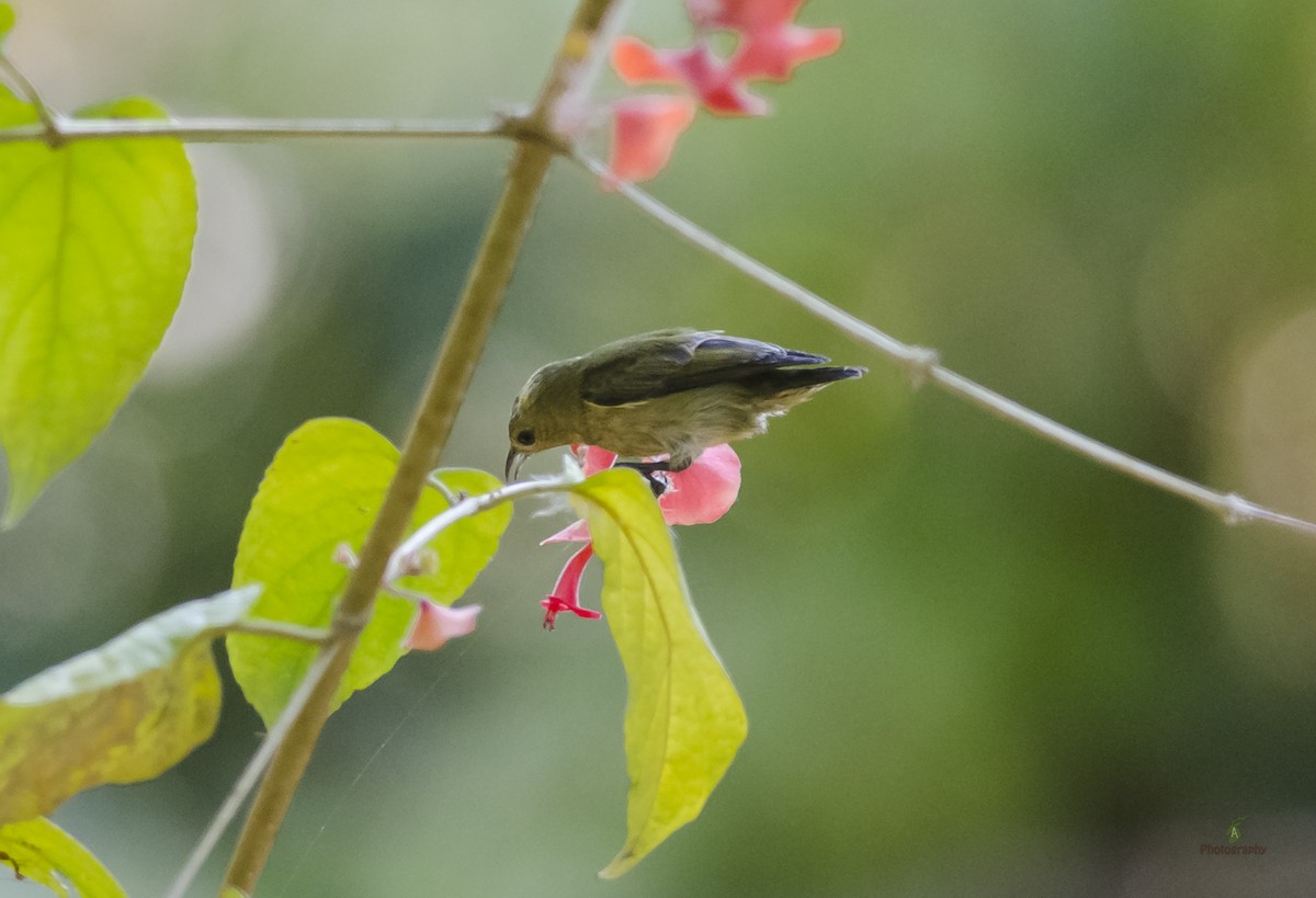 Plain Flowerpecker - ML42975301