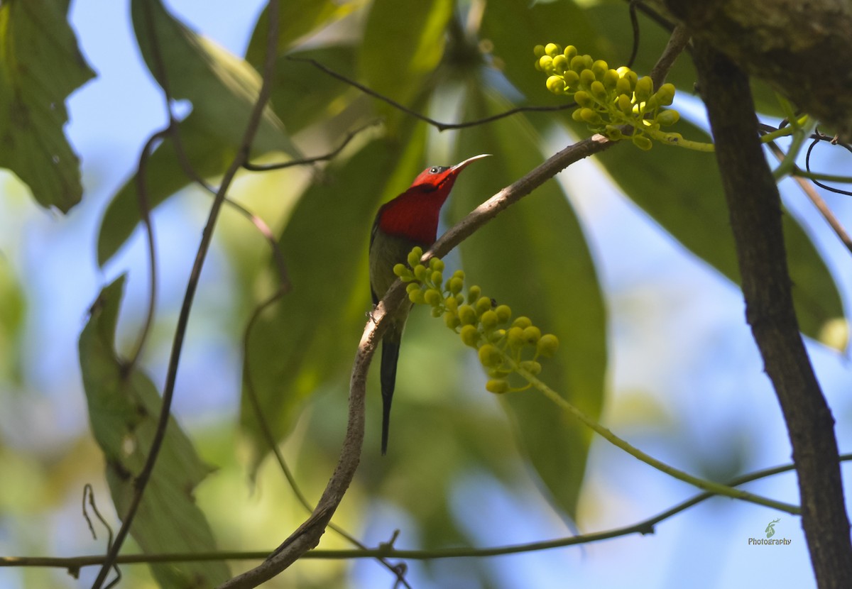 Crimson Sunbird - ML42975381