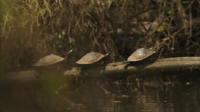 Mississippi Map Turtle - ML429754