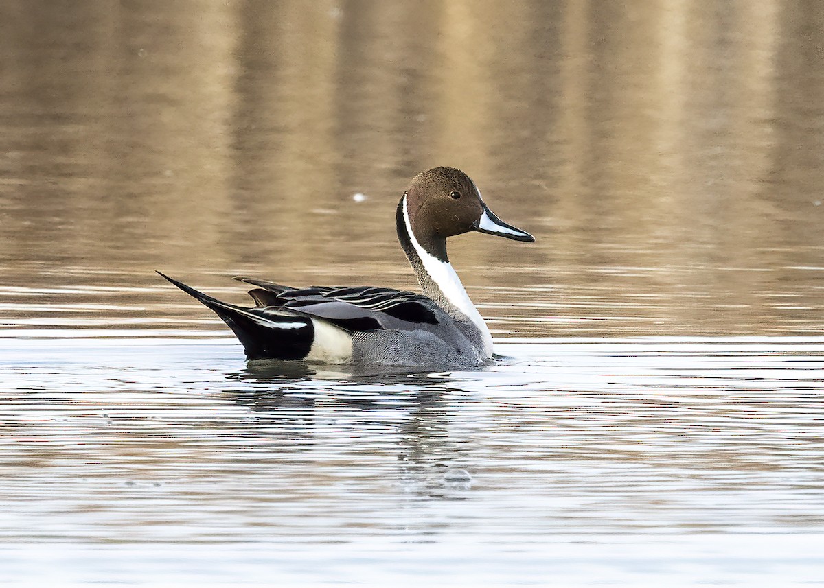 Northern Pintail - ML429755201