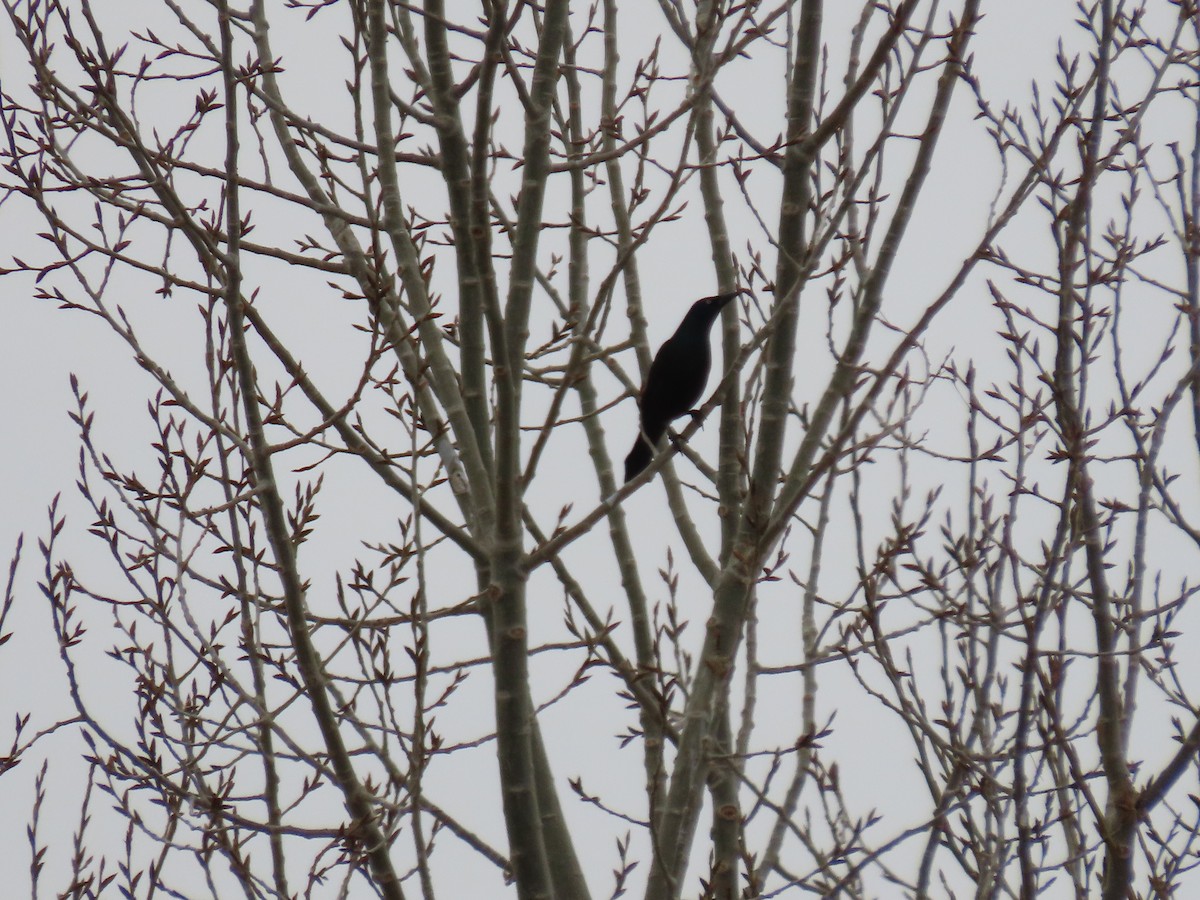 Common Grackle - Kieran Schnitzspahn