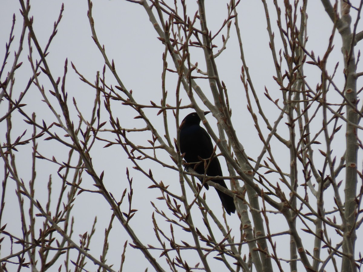 Common Grackle - Kieran Schnitzspahn