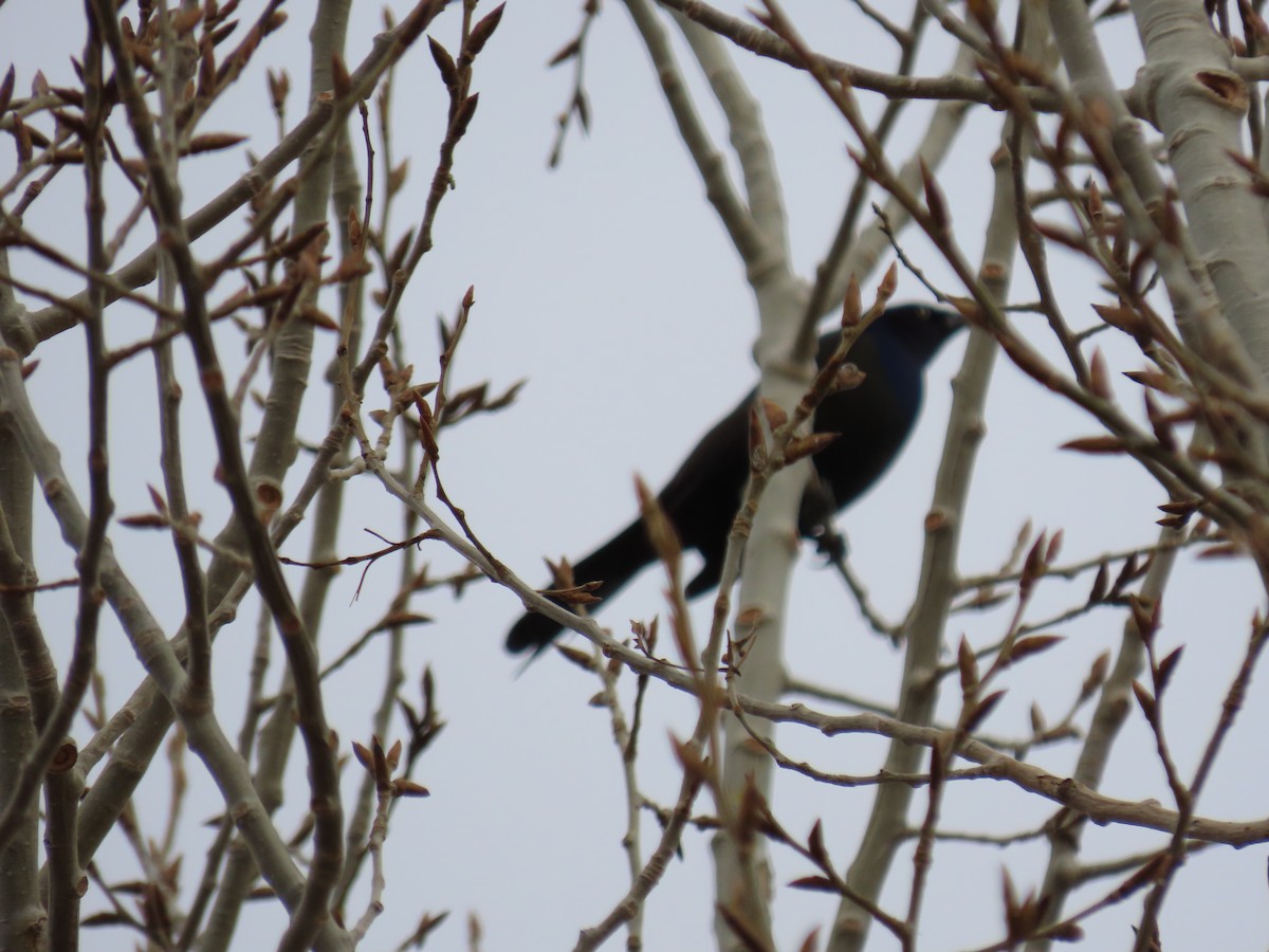 Common Grackle - ML429756961