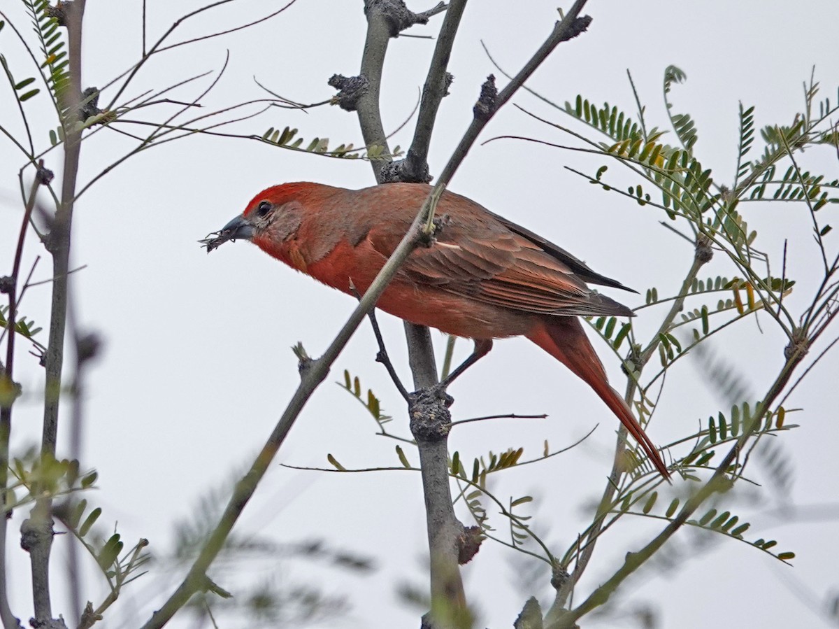 Hepatic Tanager - ML429757331