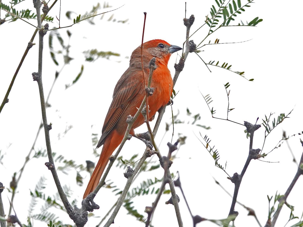 Hepatic Tanager - ML429757341