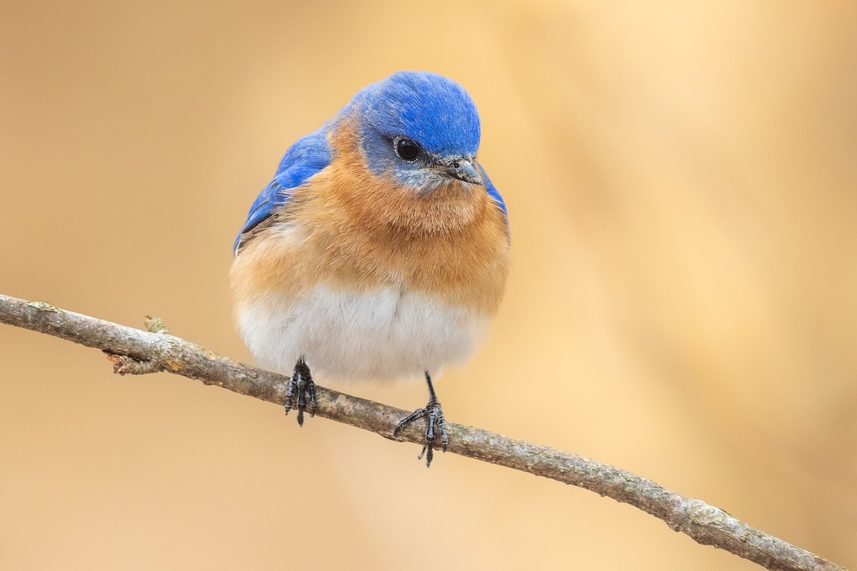 Eastern Bluebird - ML429759221