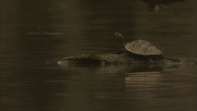 Mississippi Map Turtle - ML429760