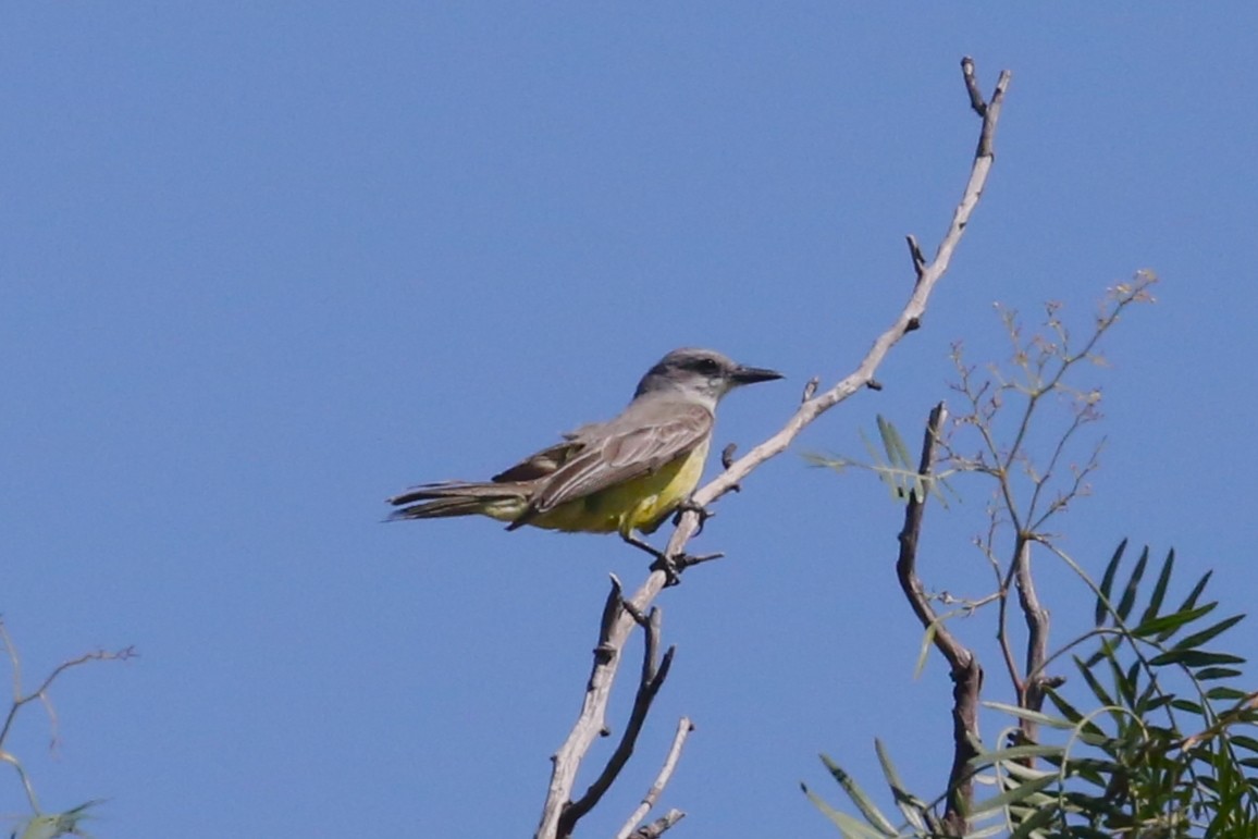 Tropical Kingbird - ML429762381