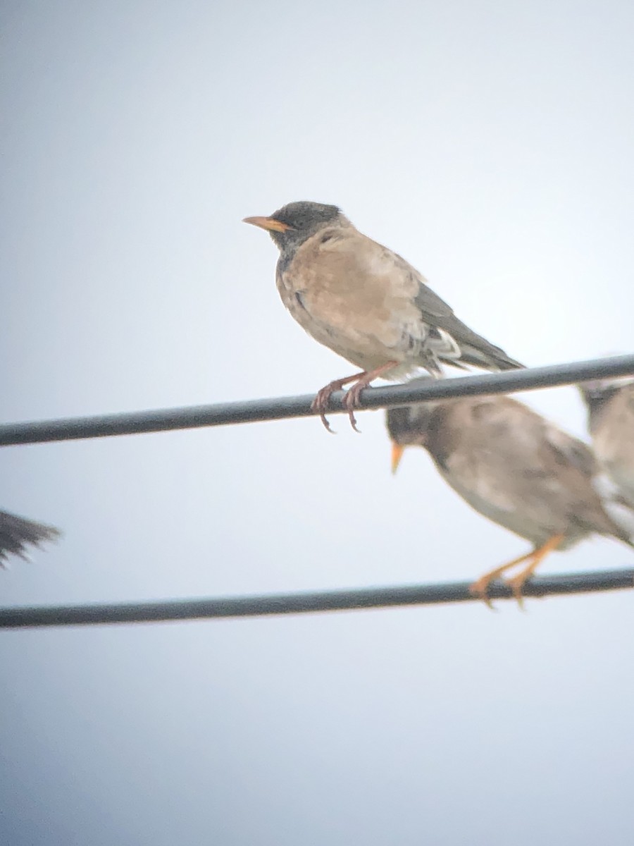 Rosy Starling - ML429762601