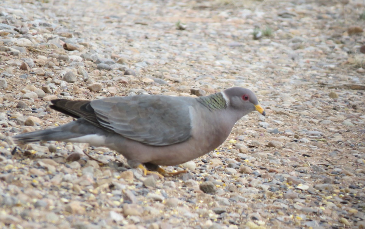 Band-tailed Pigeon - ML429762841