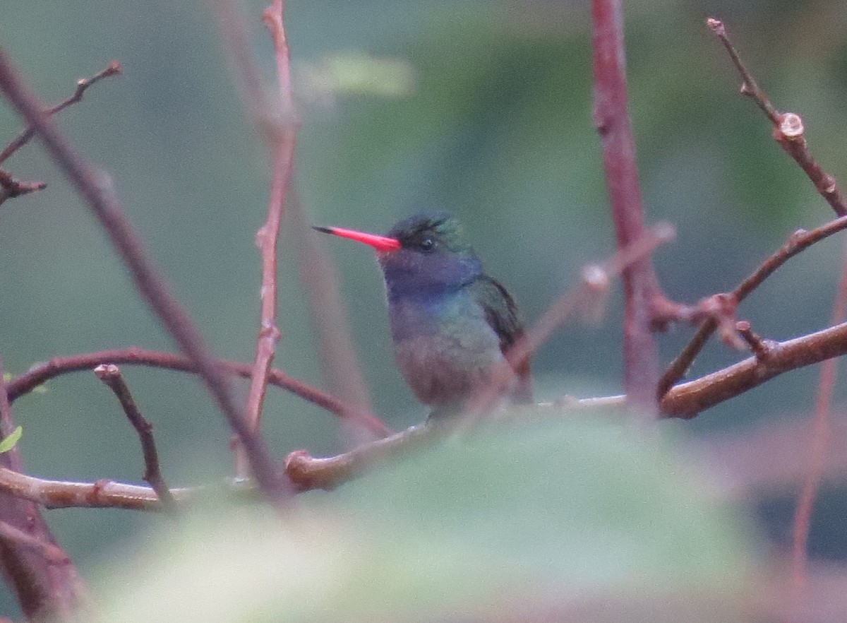 Blue-throated Goldentail - ML429762991