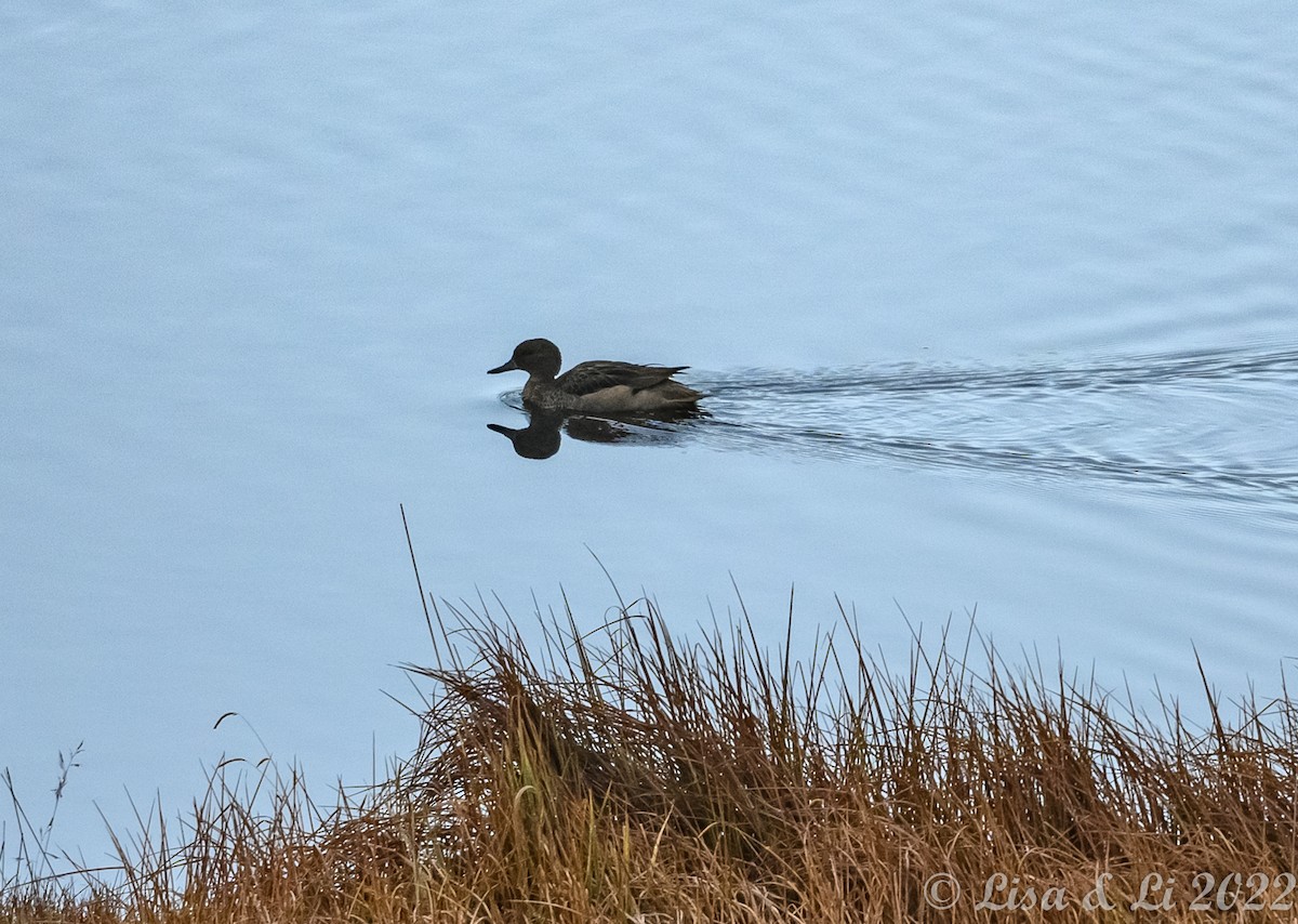 Andean Teal - ML429763391