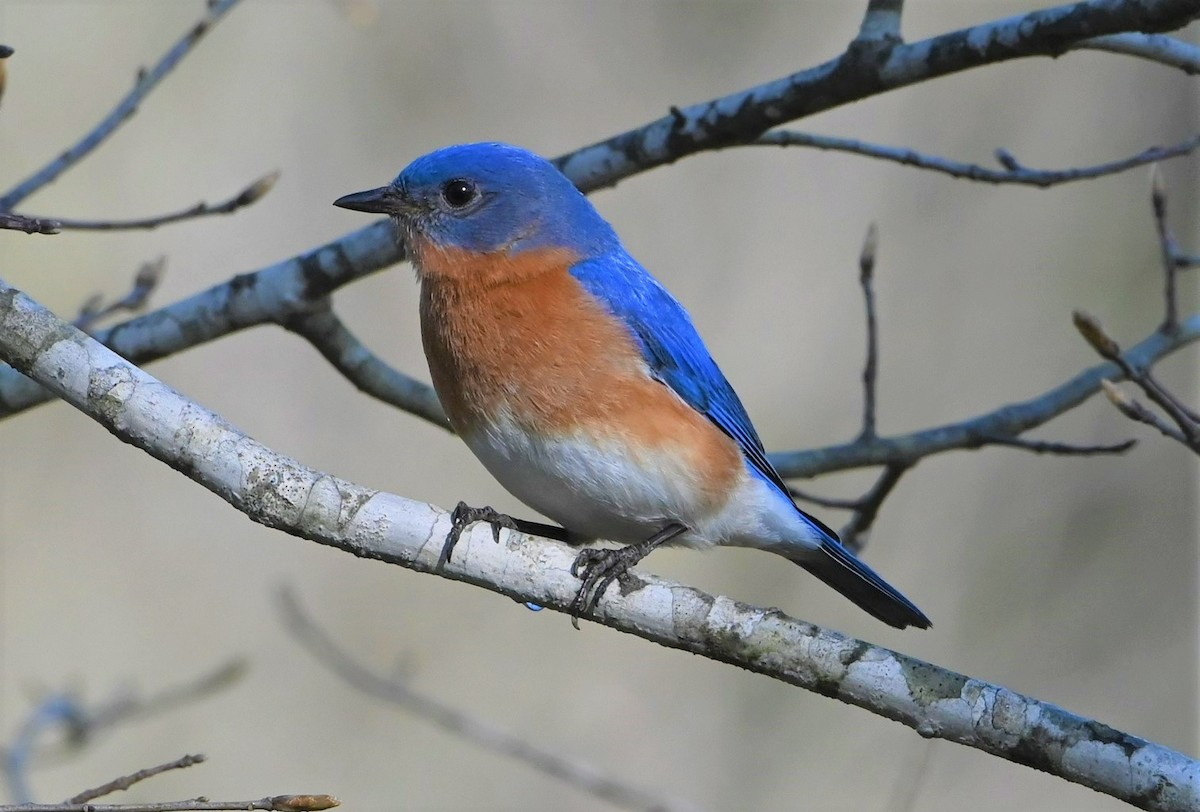 Eastern Bluebird - Jim Highberger