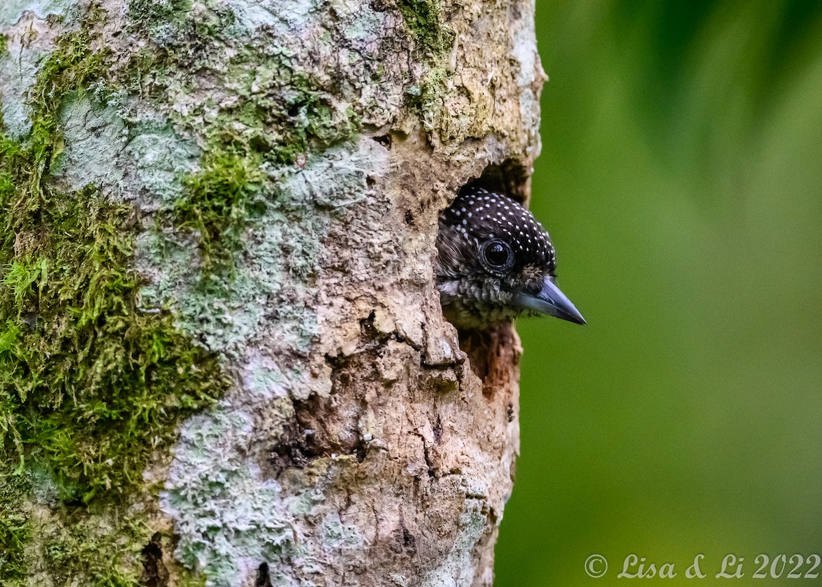 Grayish Piculet - ML429766761