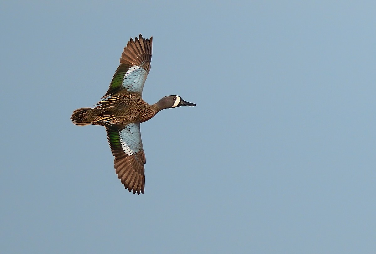 Blue-winged Teal - ML429767271