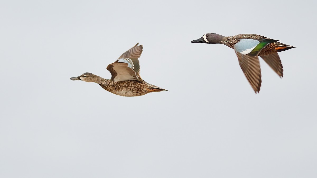 Blue-winged Teal - ML429767281