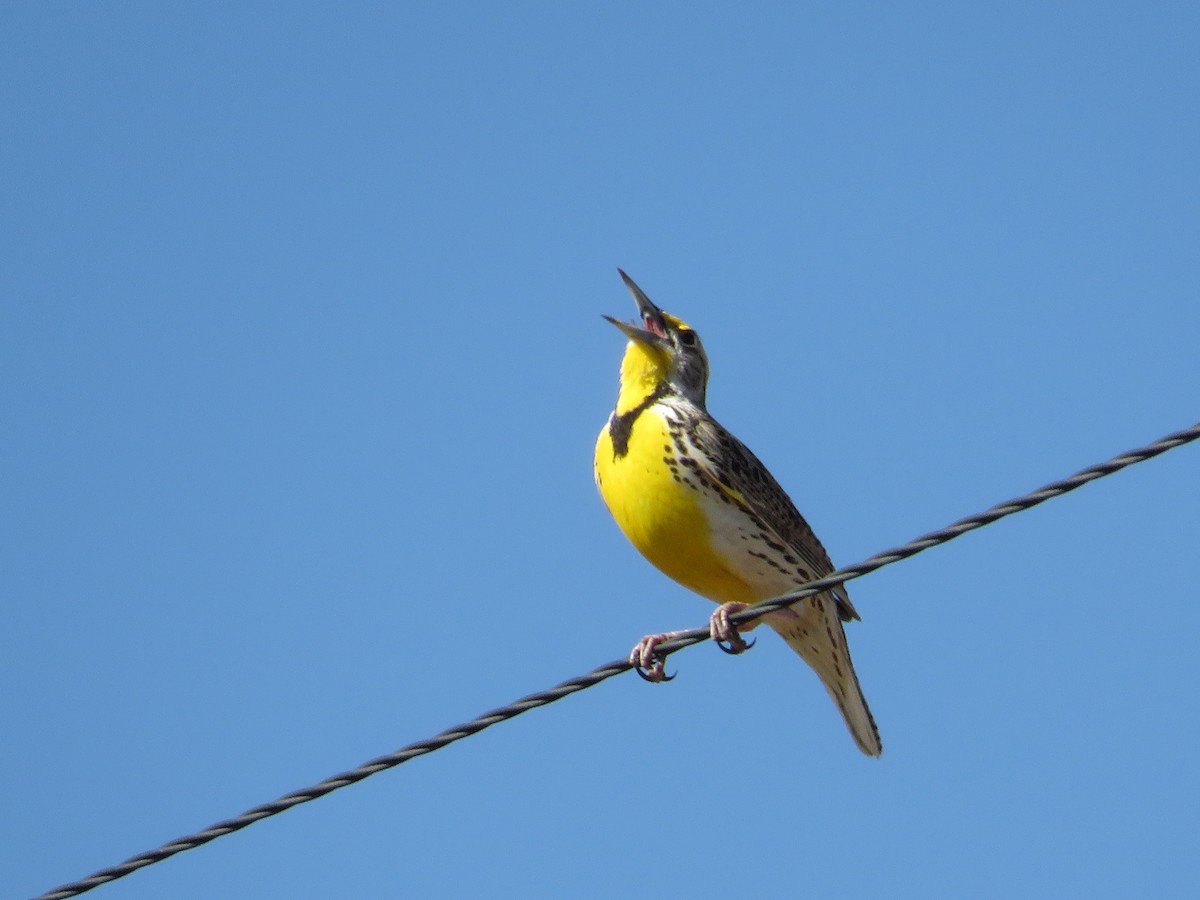 Western Meadowlark - ML429767621