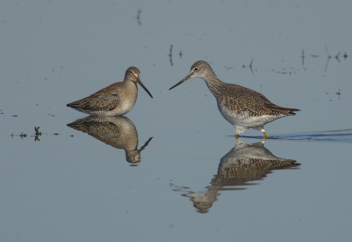 Greater Yellowlegs - ML42976841