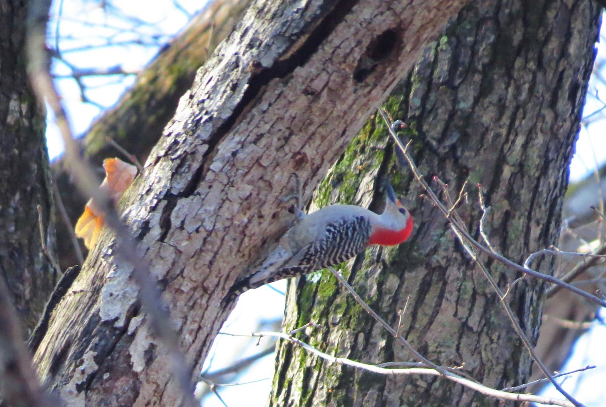 Red-bellied Woodpecker - Mayumi Barrack