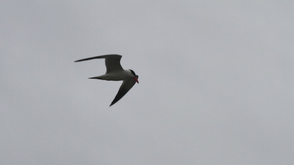 Caspian Tern - Kendall Watkins