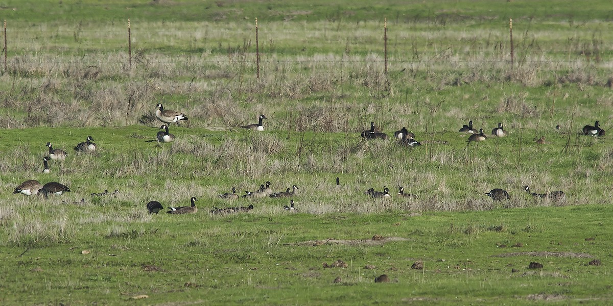 Cackling Goose - Jerry Ting