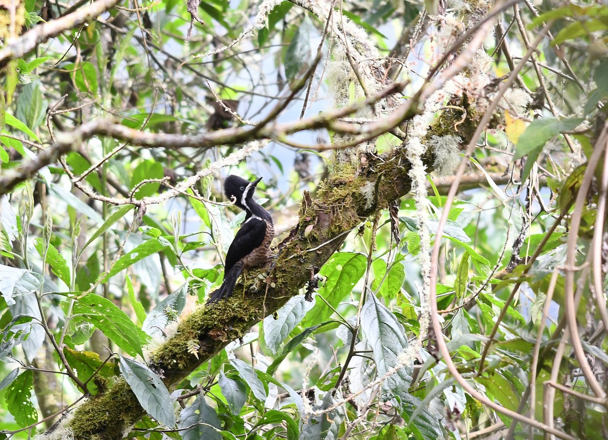 Powerful Woodpecker - ML429770401