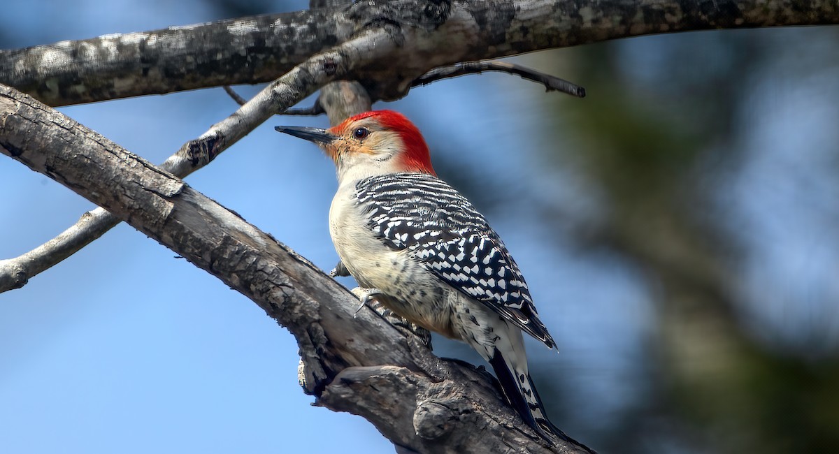 Red-bellied Woodpecker - Harvey Fielder