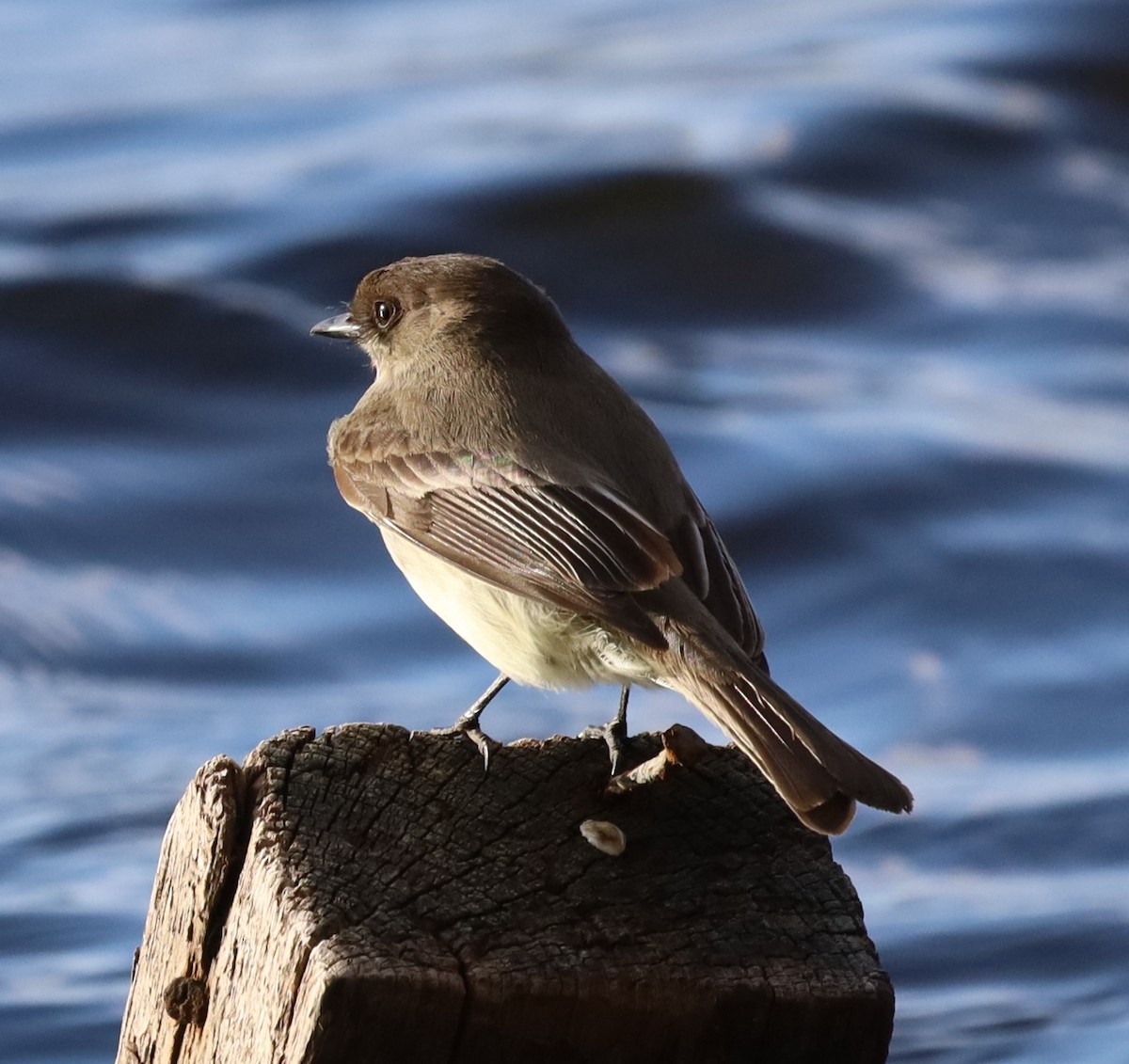 Eastern Phoebe - ML429771221