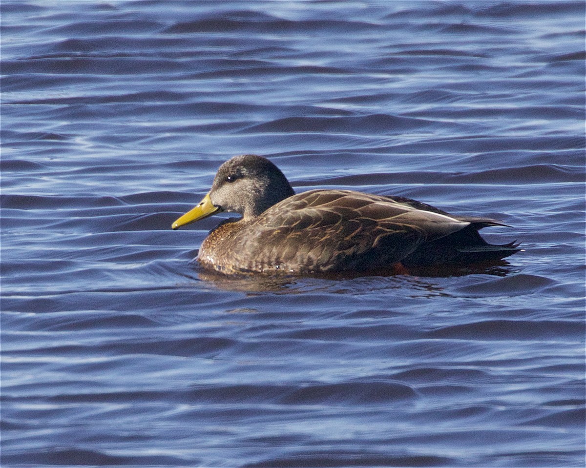 American Black Duck - ML429772141