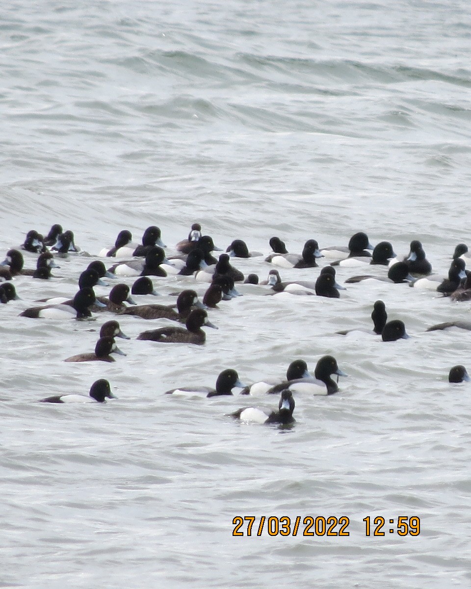 Greater Scaup - ML429772601