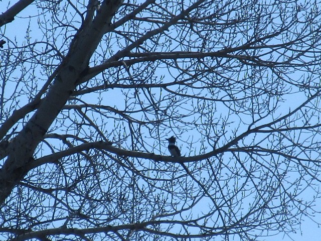 Belted Kingfisher - ML429772731