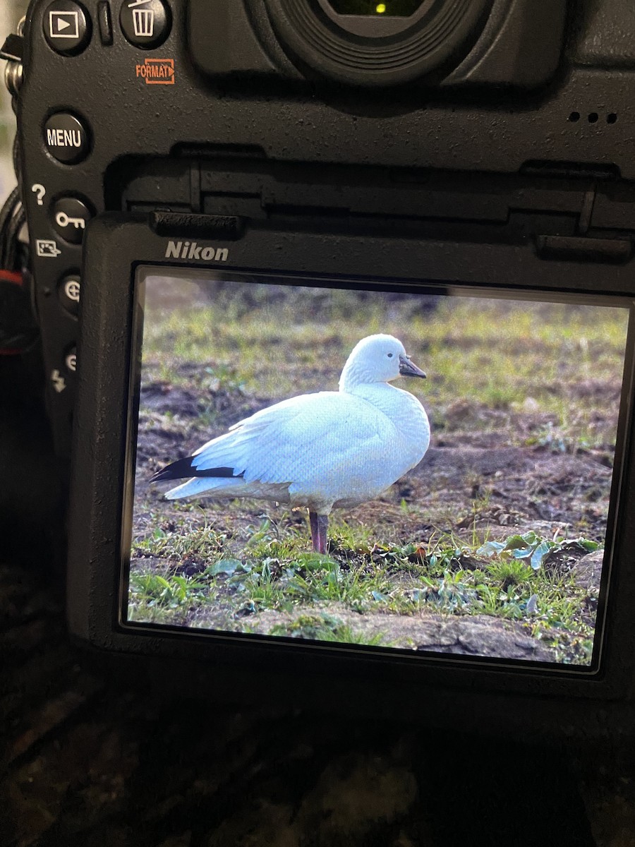 Ross's Goose - ML429773571