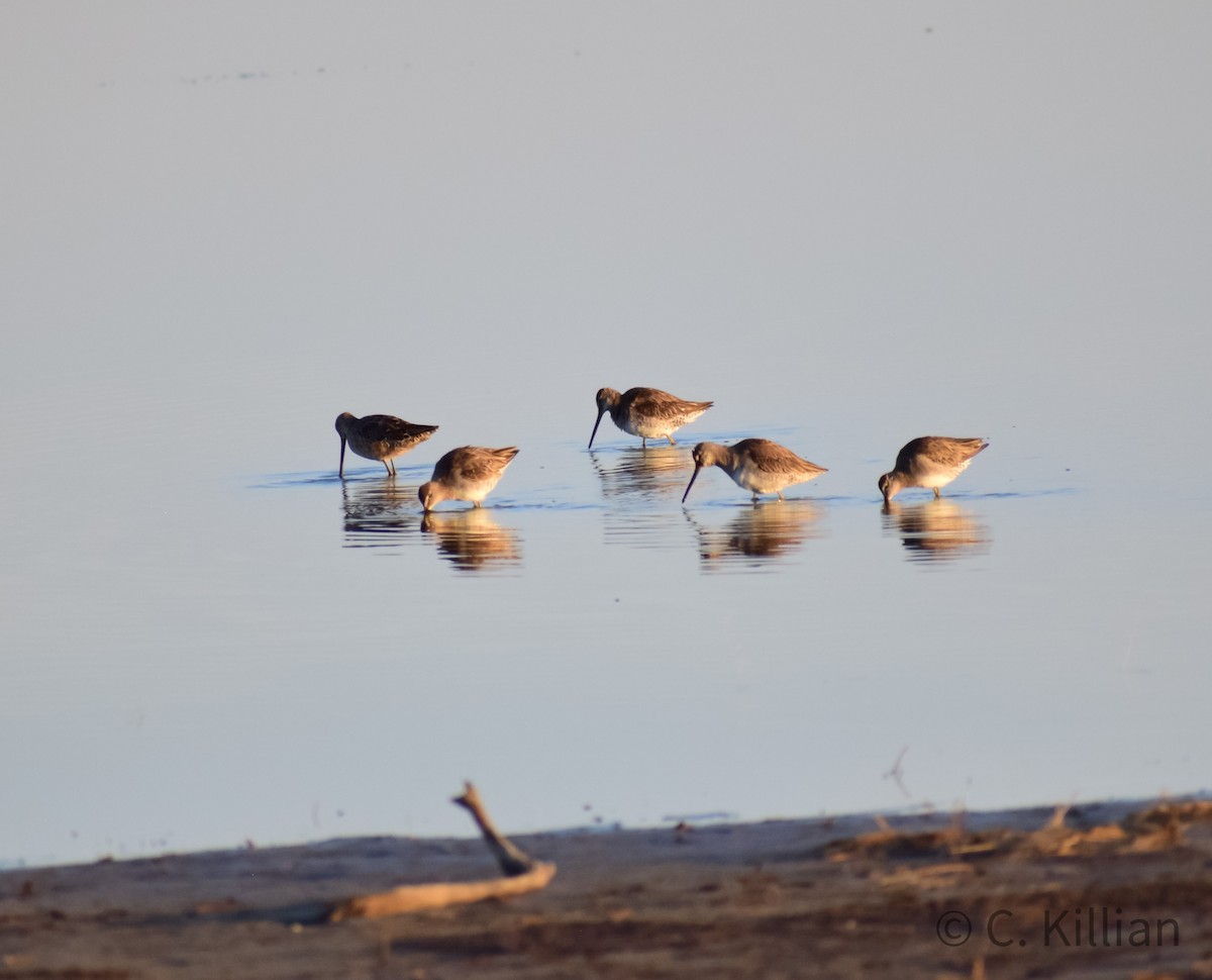 Long-billed Dowitcher - ML429773731