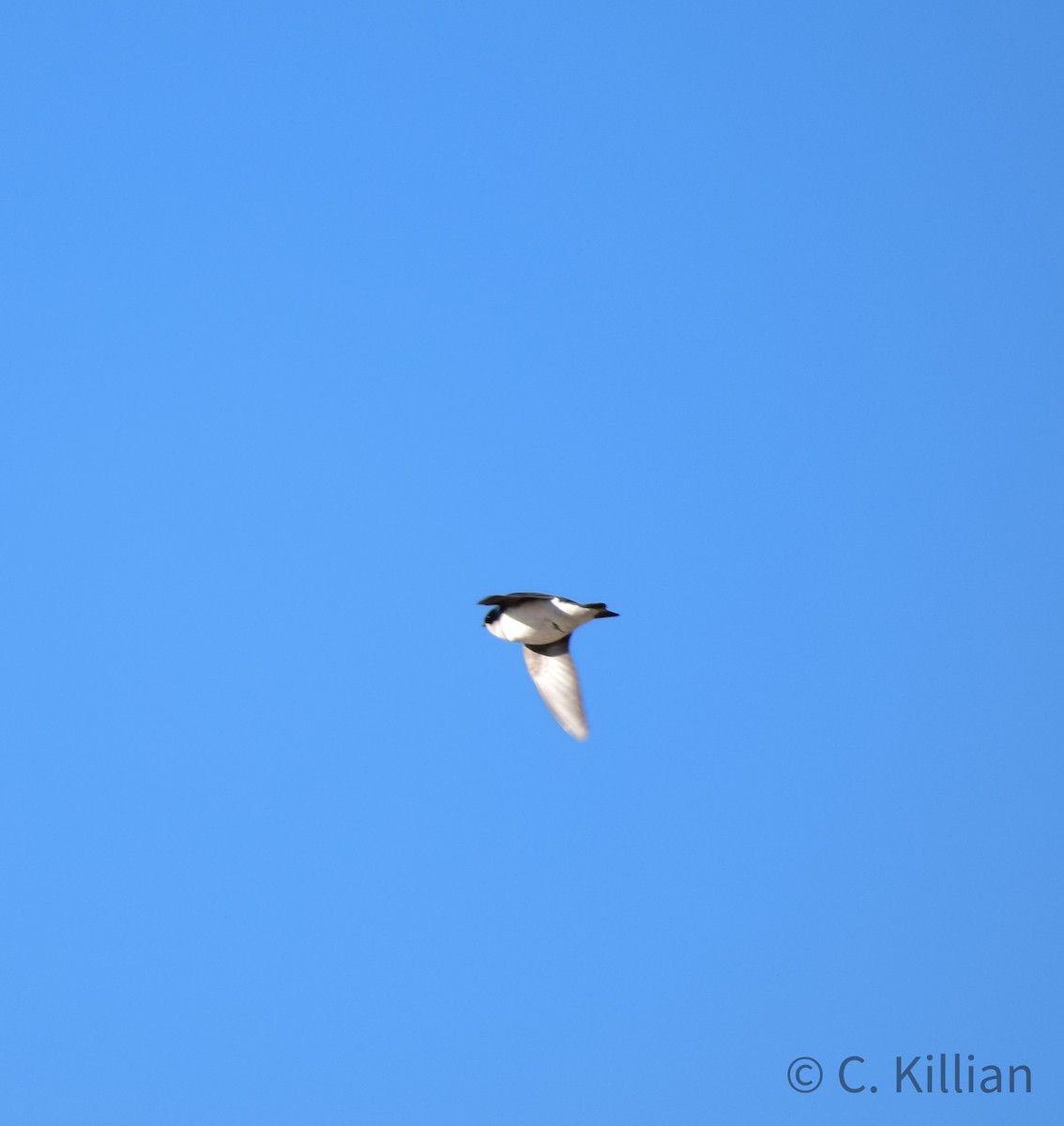 Golondrina Bicolor - ML429773901