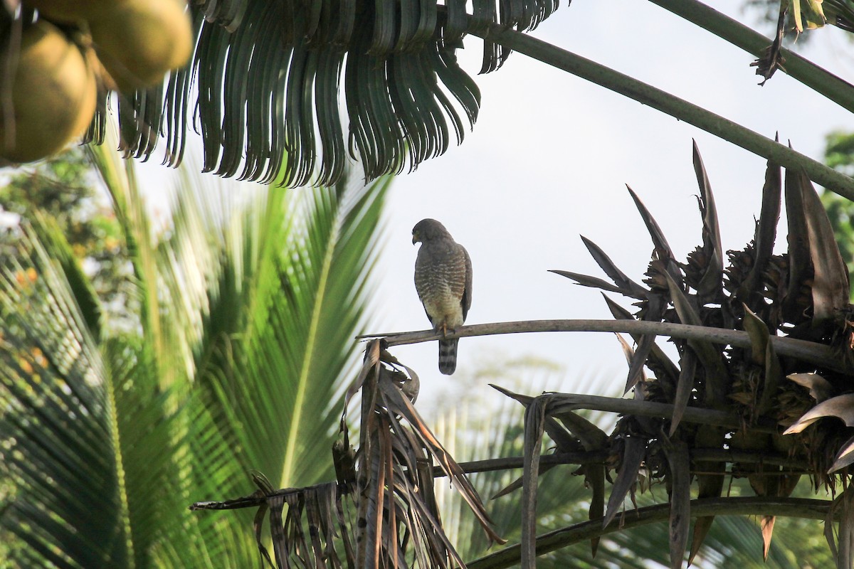 Roadside Hawk - ML42977401