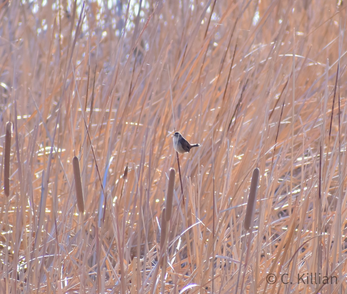 Marsh Wren - Chad Killian