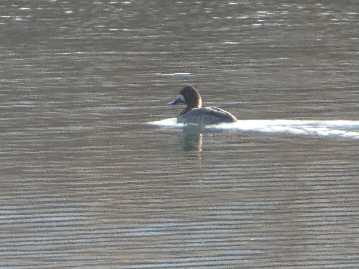 Lesser Scaup - Ruffled Feathers