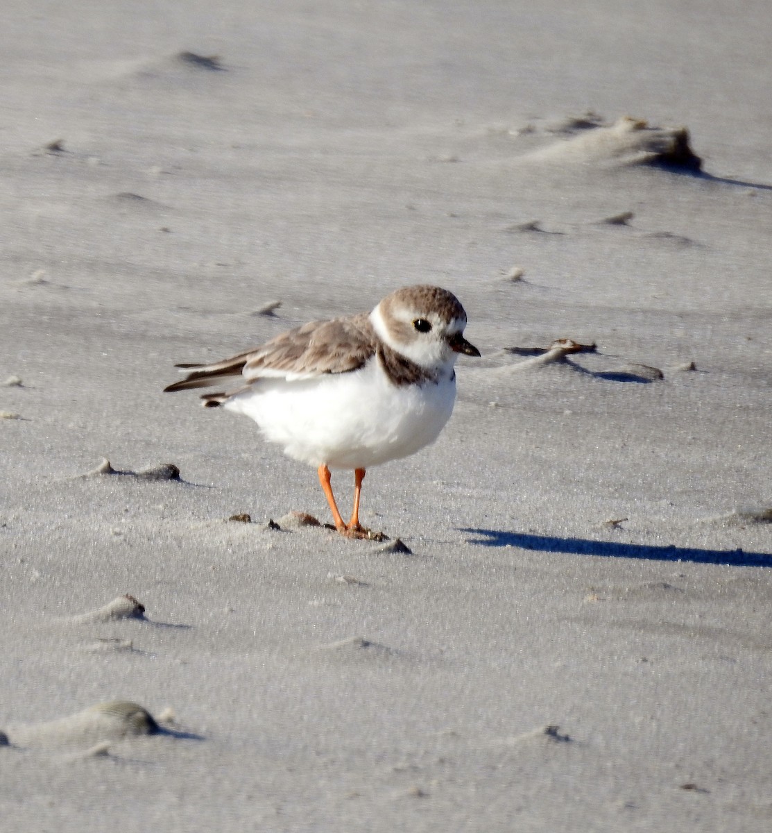 Piping Plover - ML429779291