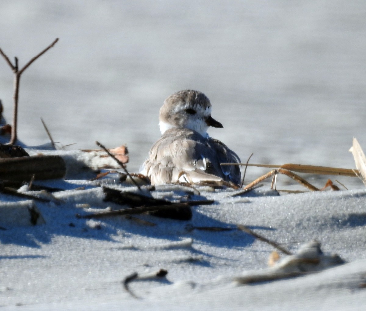 Piping Plover - ML429779361