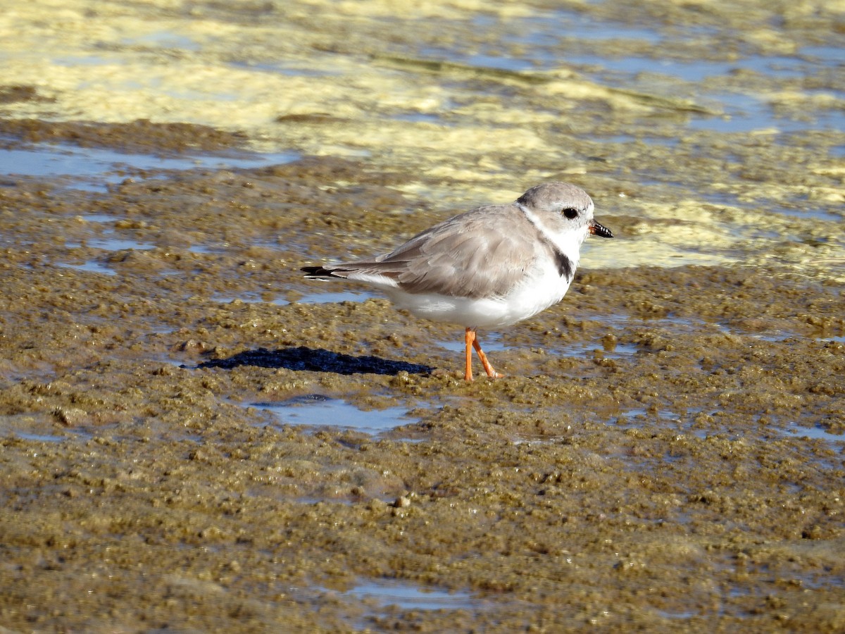 Piping Plover - ML429779371