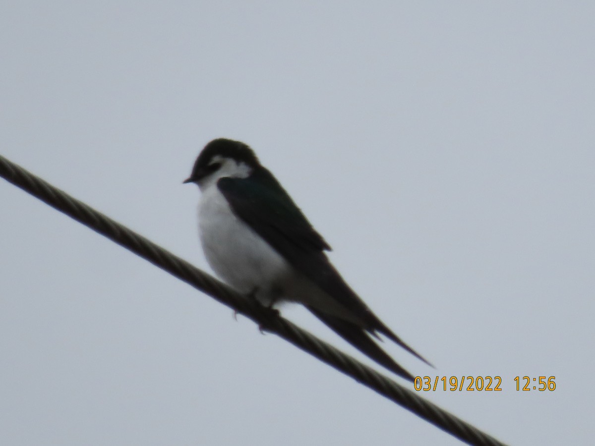 Violet-green Swallow - ML429779511
